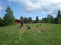 fårhagen3 (2).JPG